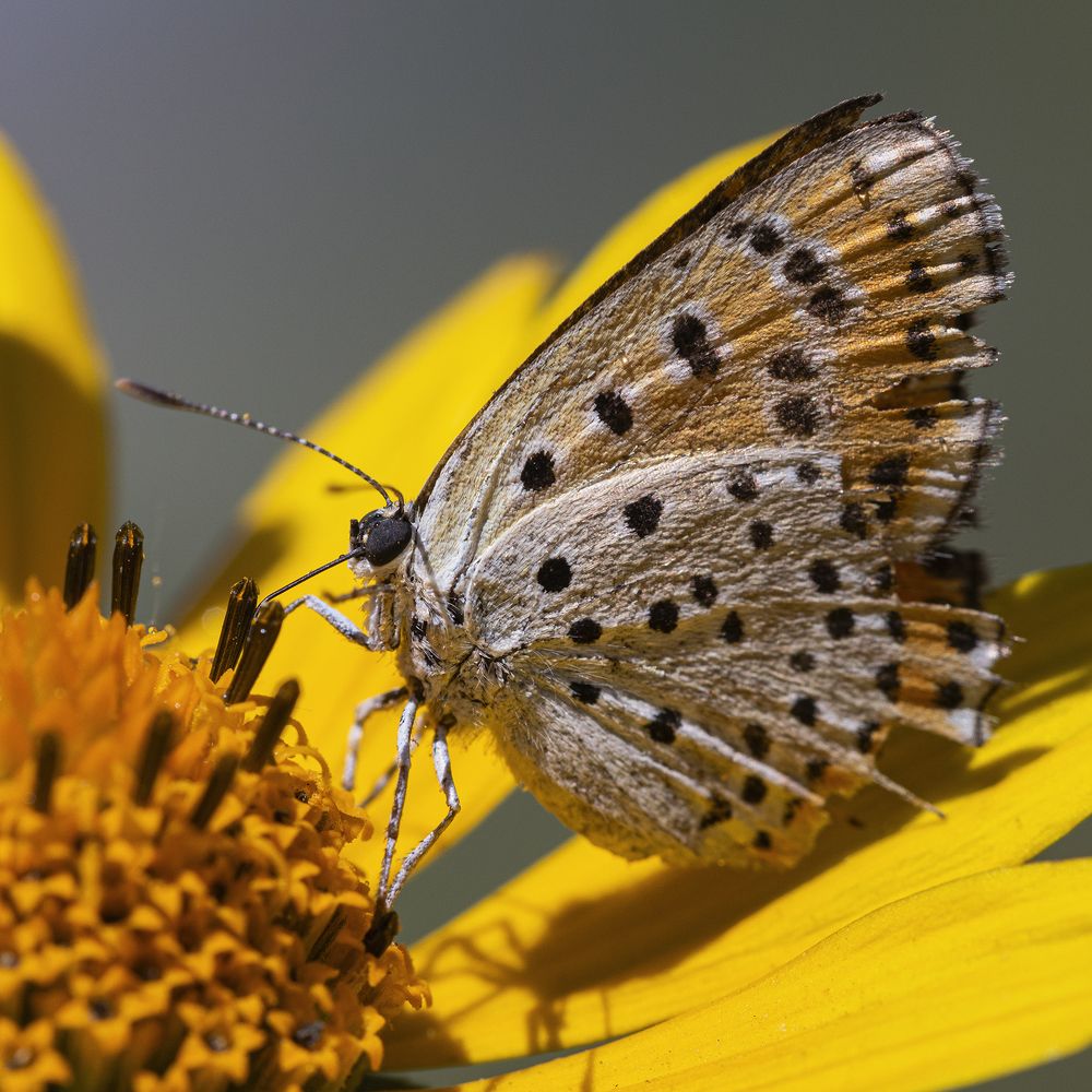 Фотография автора Владимир Пронин