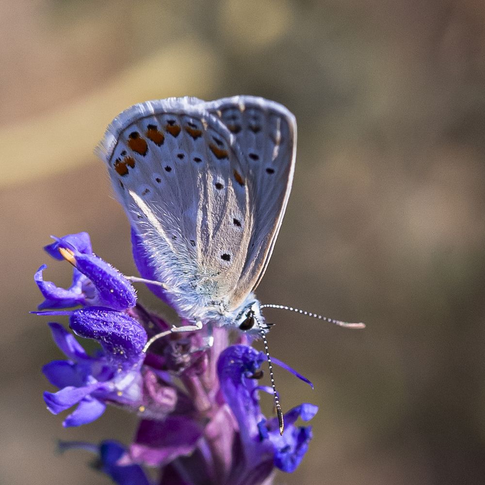 Фотография автора Владимир Пронин