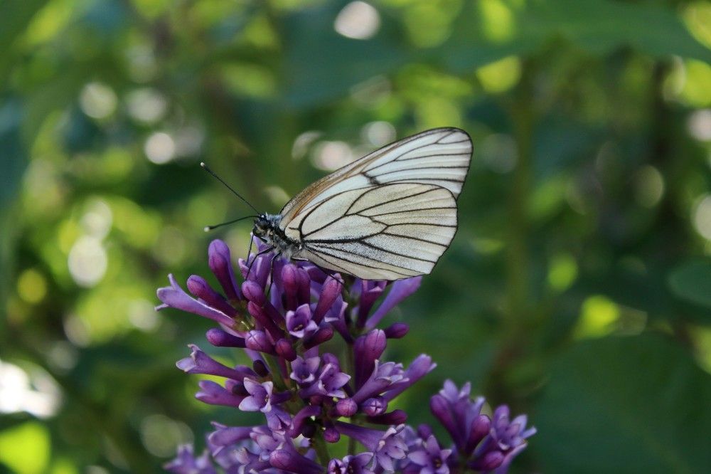 Photograph by Галина Мазур