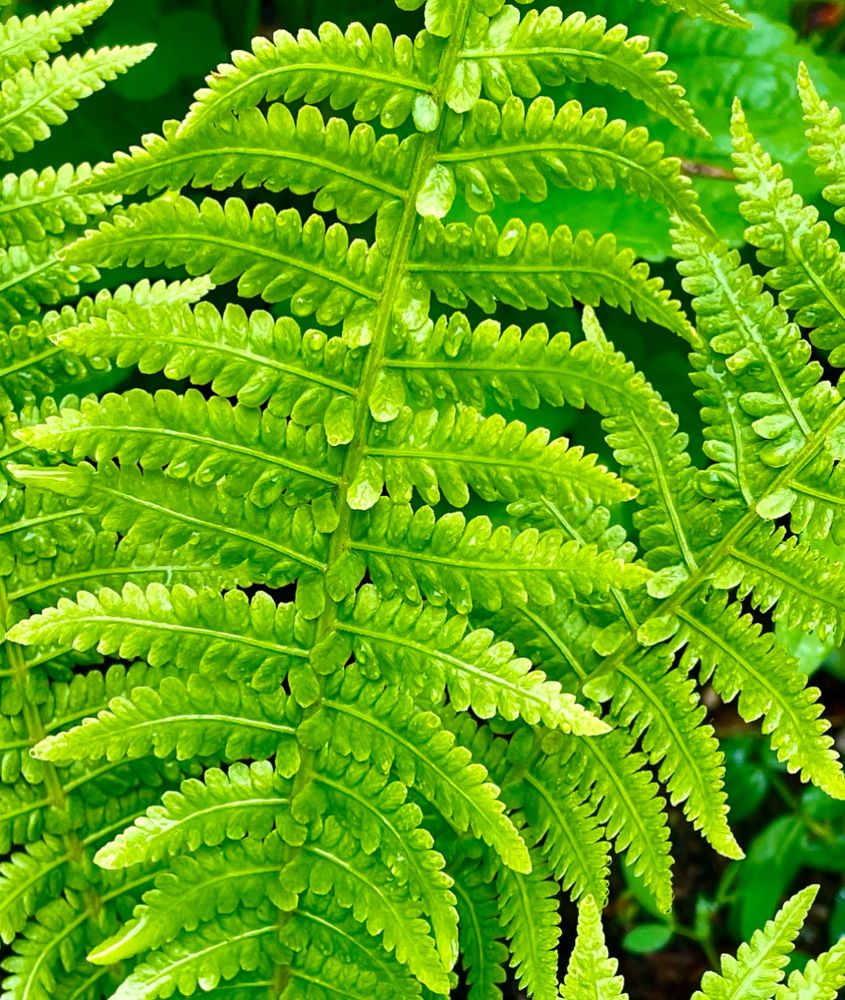 Photograph by Светлана Хохлова