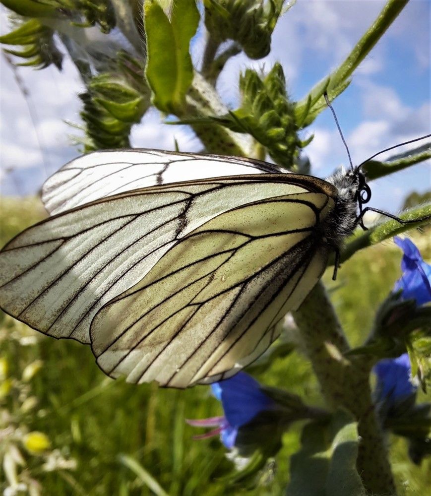 Фотография автора Елена Пикатова