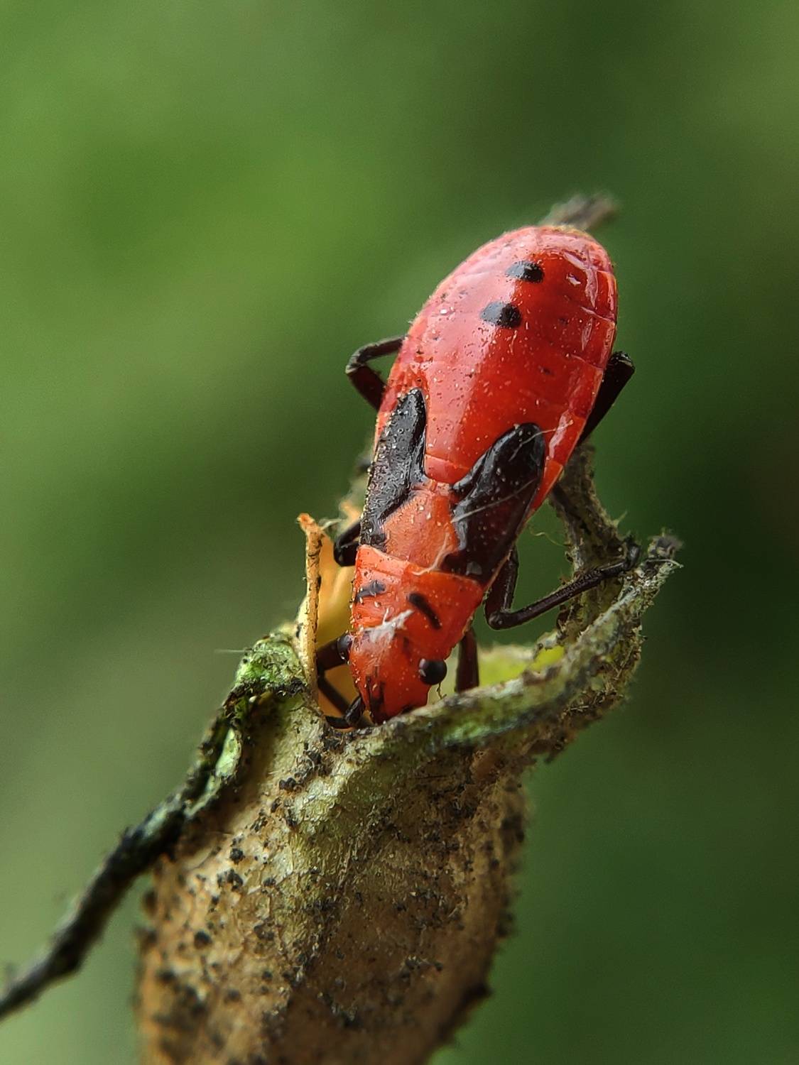 Micro insect