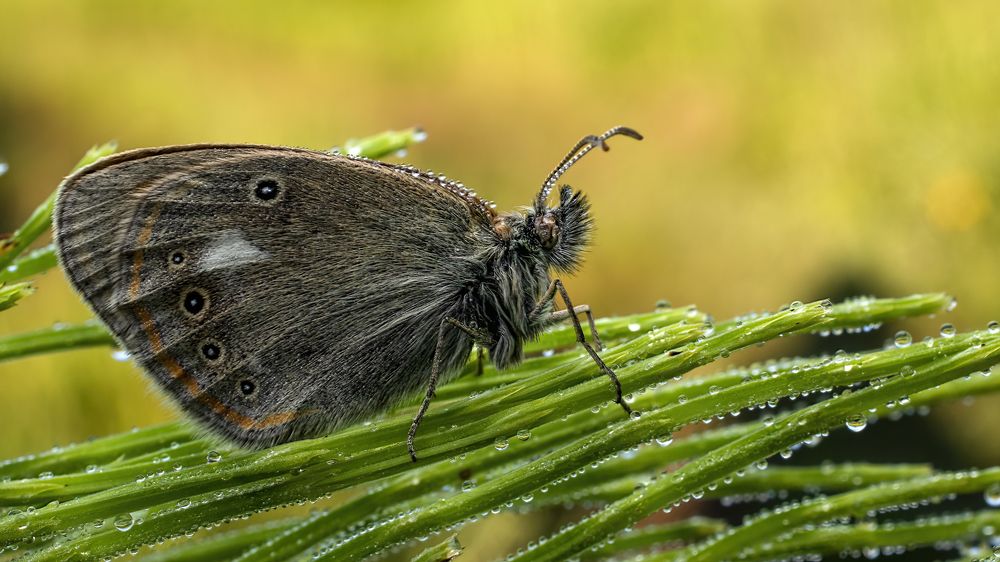 Photograph by Людмила Железнова