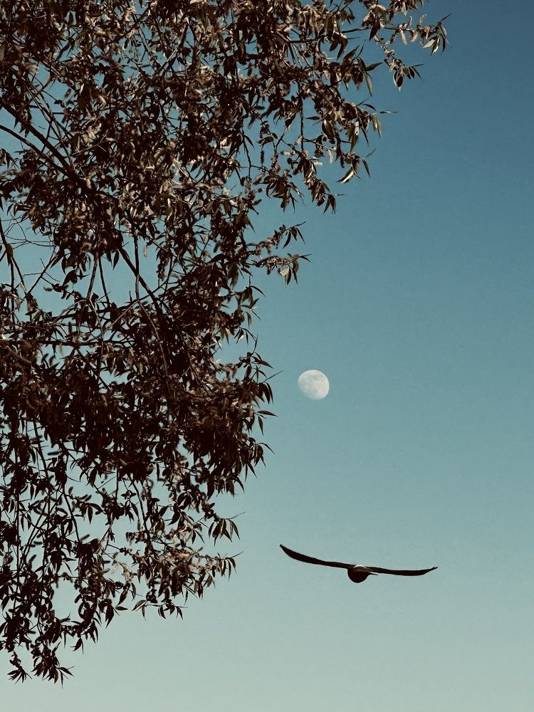 Photograph by Ольга Барулина