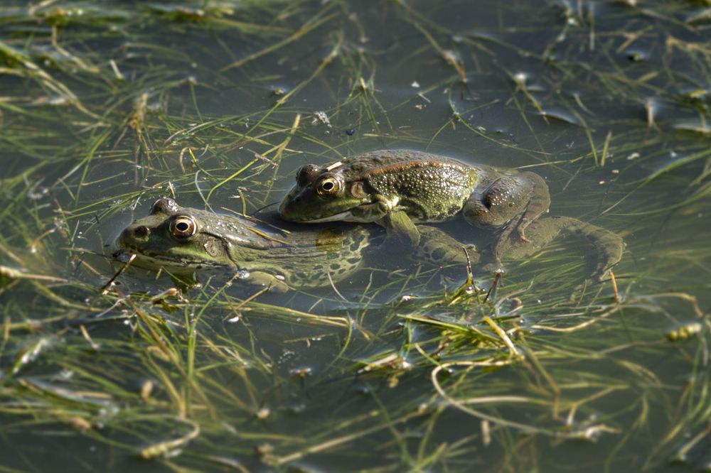 Photograph by Игорь Кутний