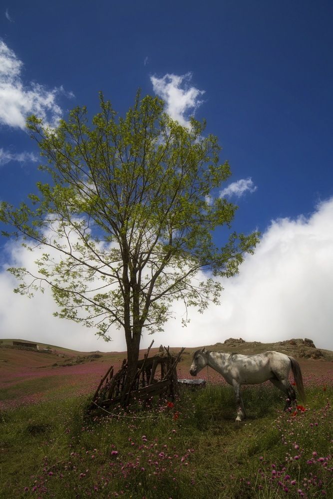 Photograph by Mamdouhi Saeed