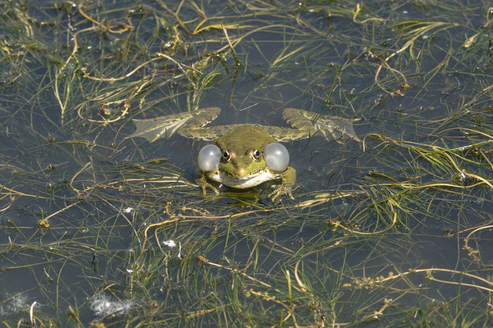 Photograph by Игорь Кутний