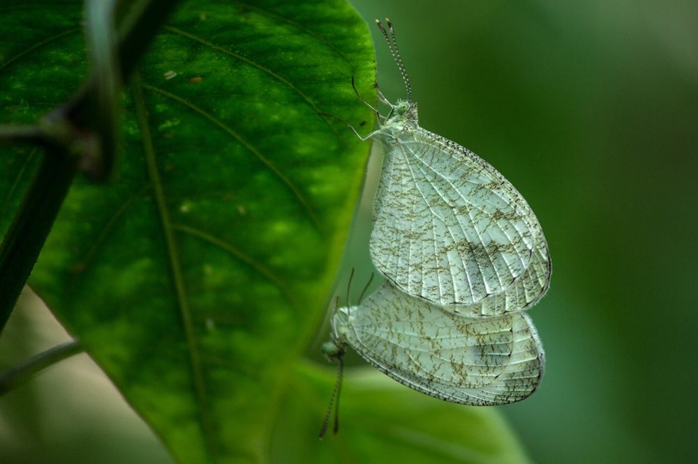 Photograph by Pankaj Dutta