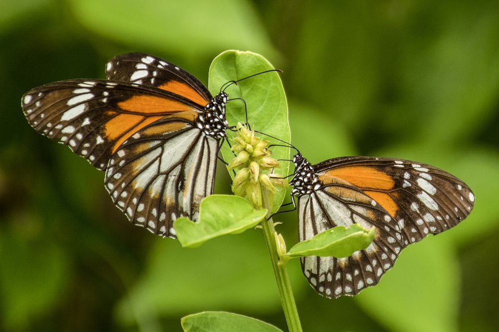 Photograph by Pankaj Dutta