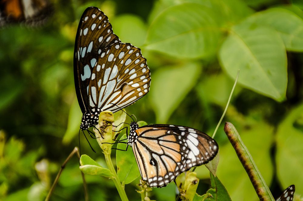 Photograph by Pankaj Dutta