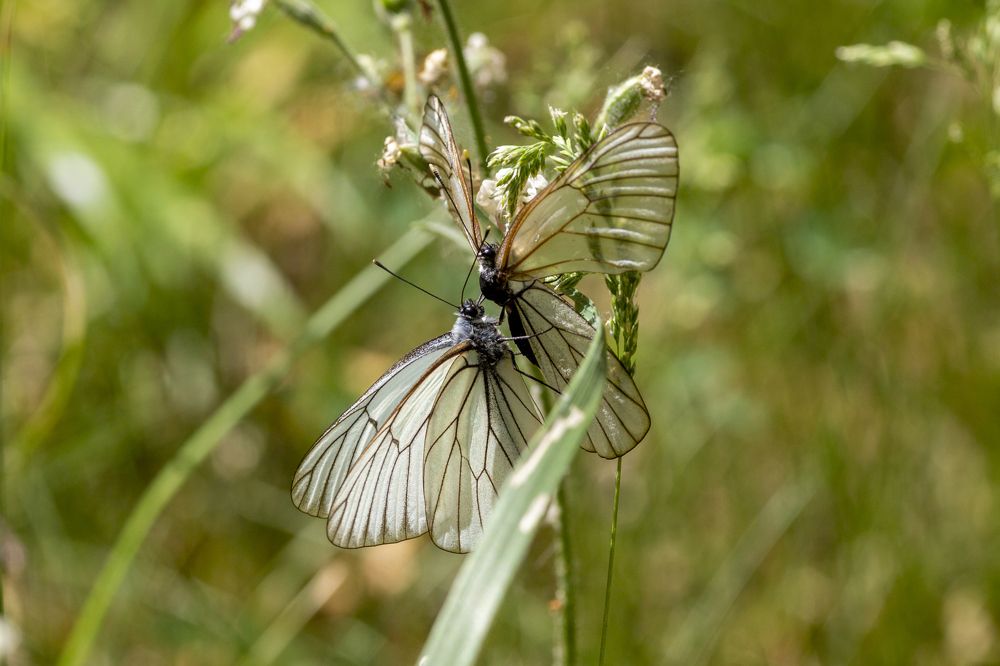 Photograph by Игорь Кутний