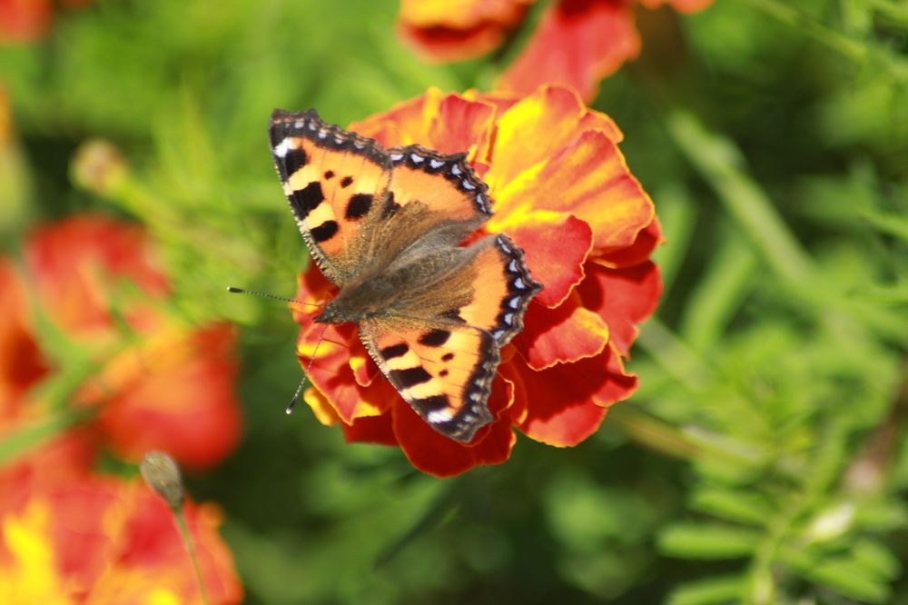 Фотография автора Егоров Максим