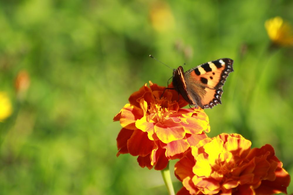 Фотография автора Егоров Максим