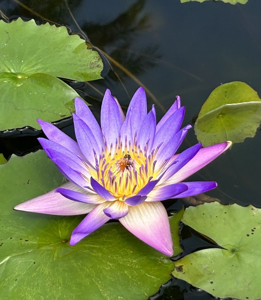 Photograph by Анар Амирова