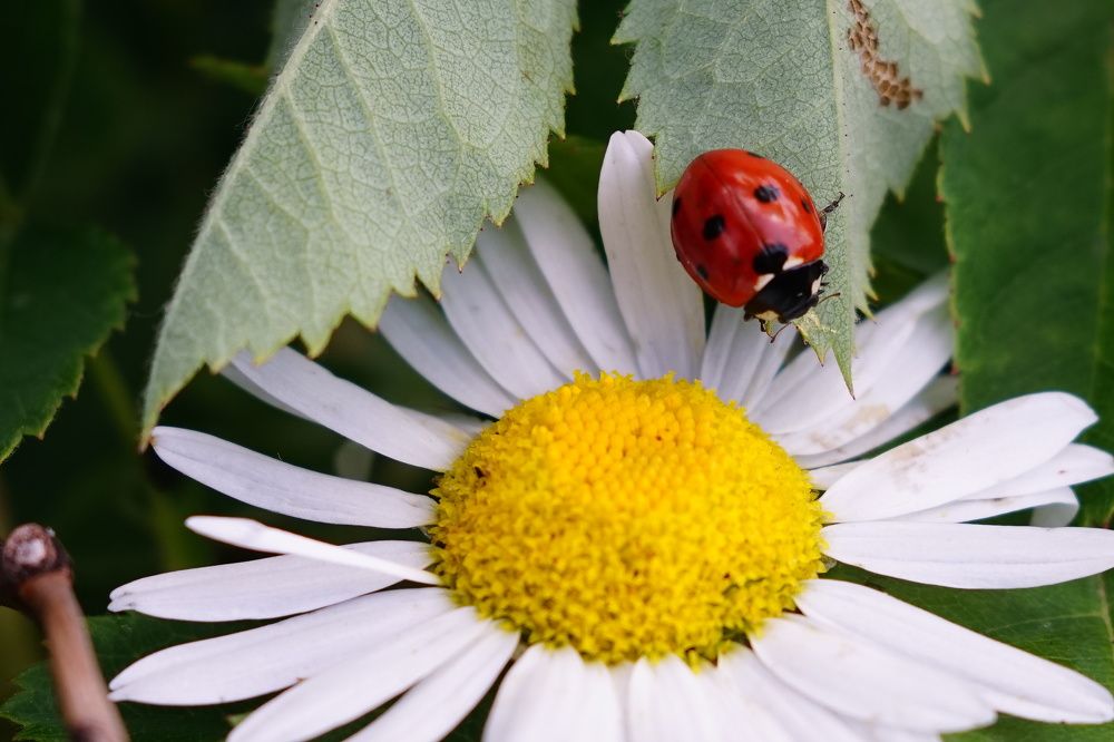 Photograph by Александр Кизим