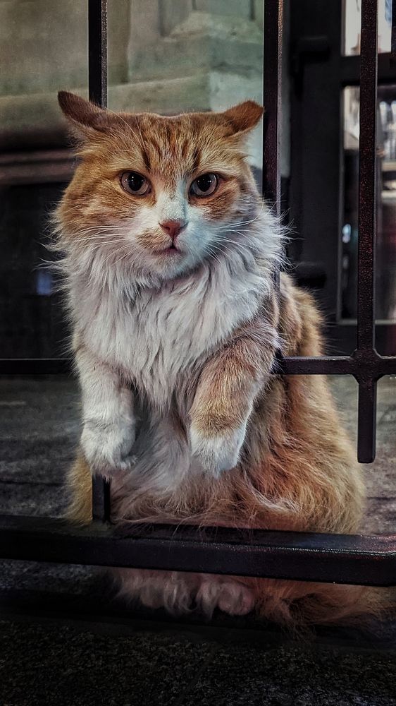 Уличный кот