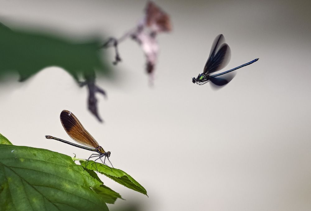 Photograph by Пирог Борис