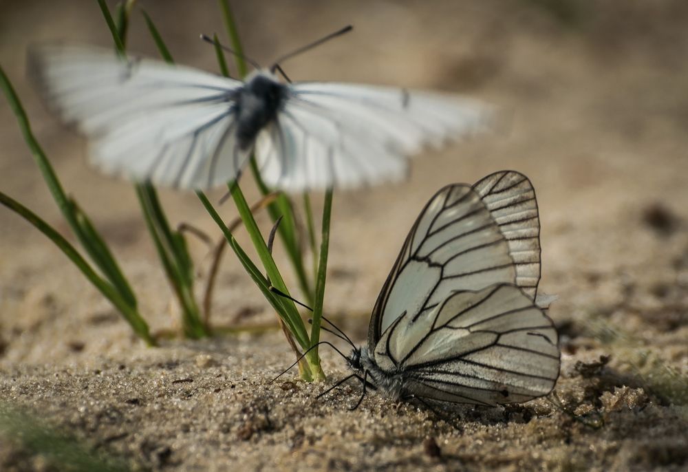 Photograph by Виктор Рыков