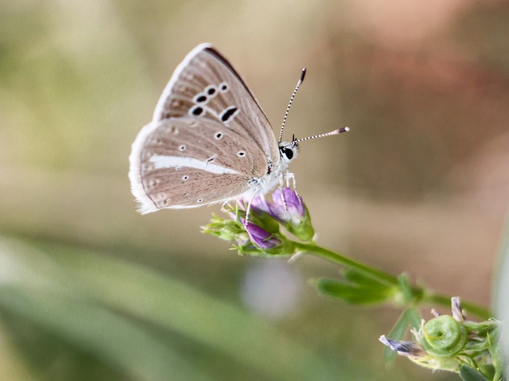 Фотография автора Nedai Eftekhari