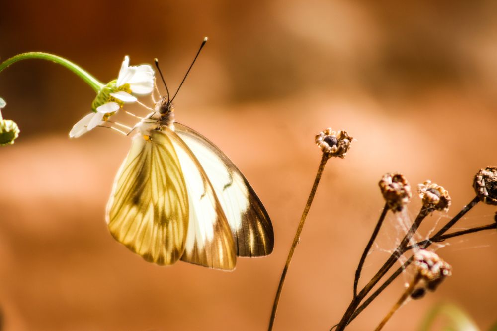 Photograph by Juliana