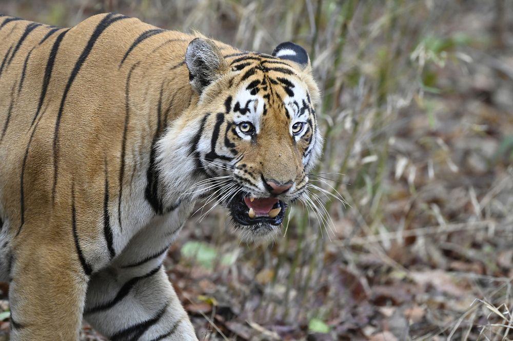 Photograph by Taraknath Karmakar