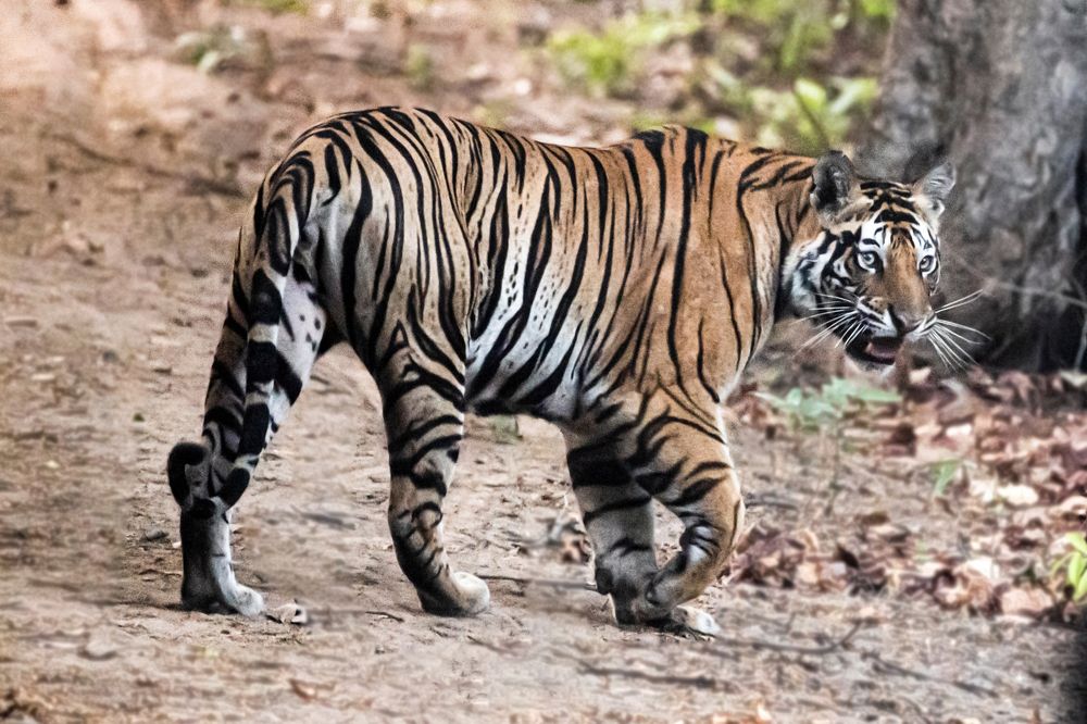Photograph by Taraknath Karmakar