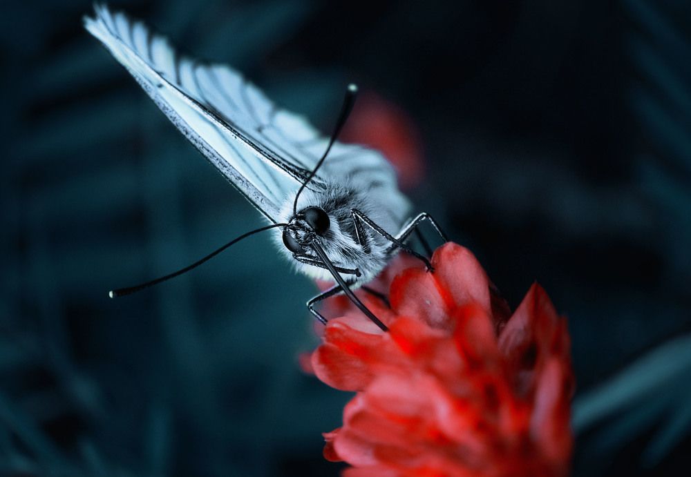 Photograph by Юлия Лушникова