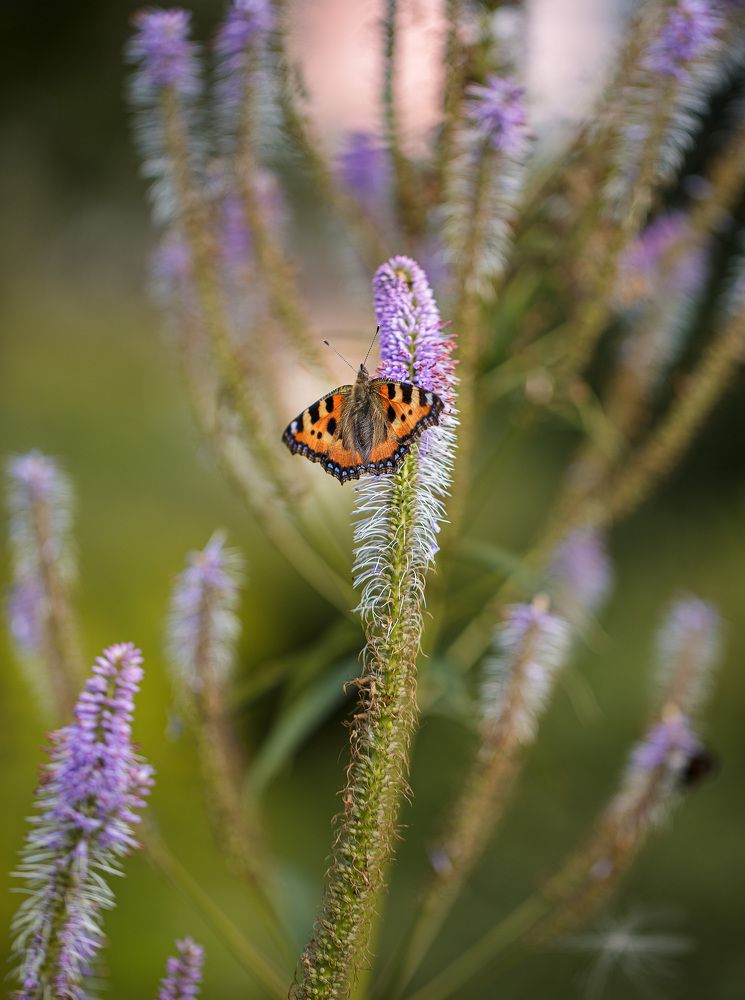 Photograph by Зеленько Дмитрий