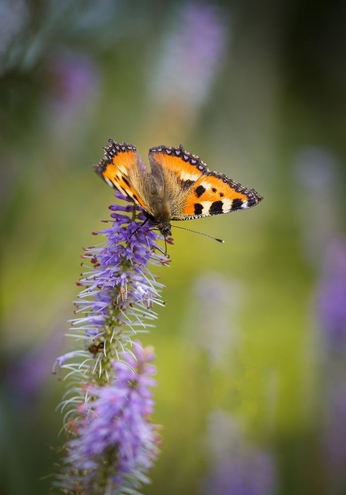 Photograph by Зеленько Дмитрий