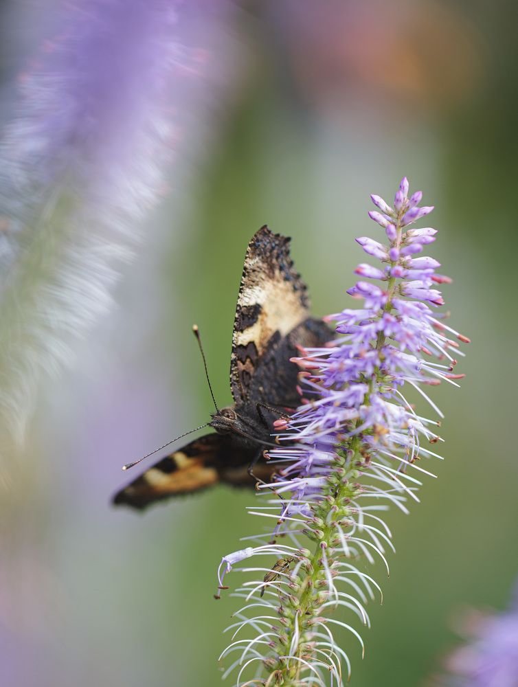 Photograph by Зеленько Дмитрий