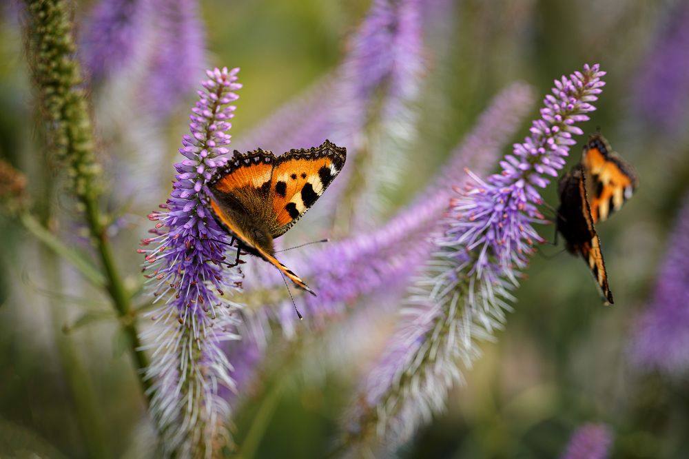Photograph by Зеленько Дмитрий