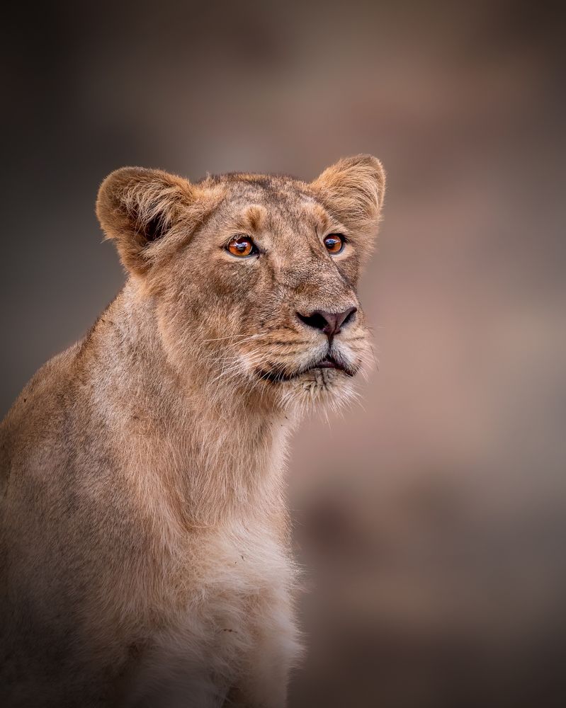 Mesmerizing Eye Of Young Lion cub