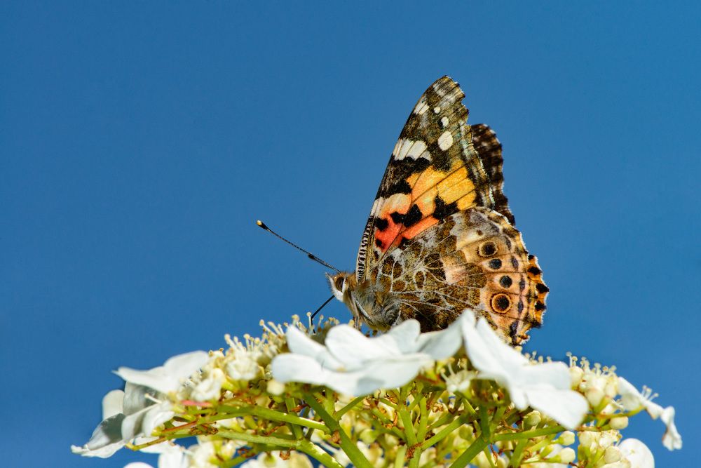 Photograph by Римма Волченко