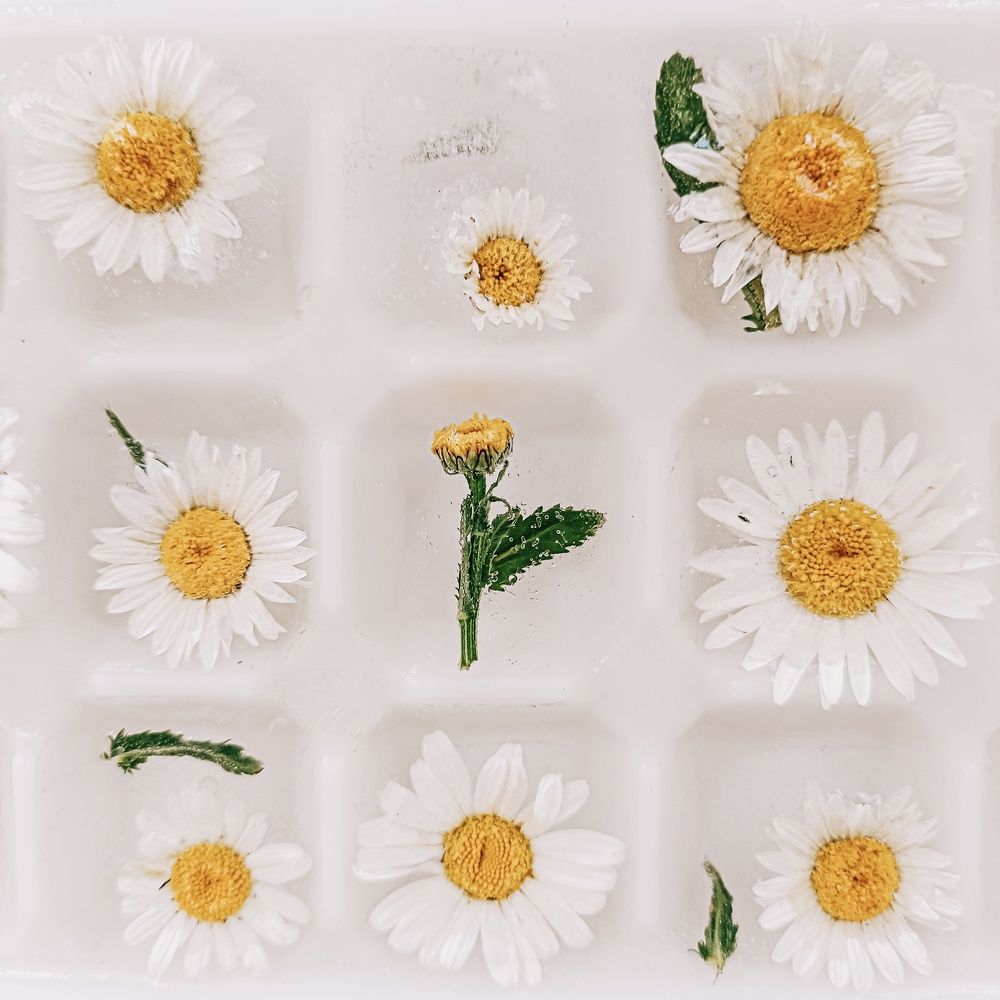 Frozen Chamomile
