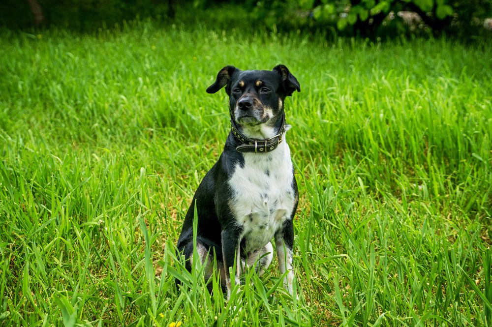 Максимус Децимус Меридиус