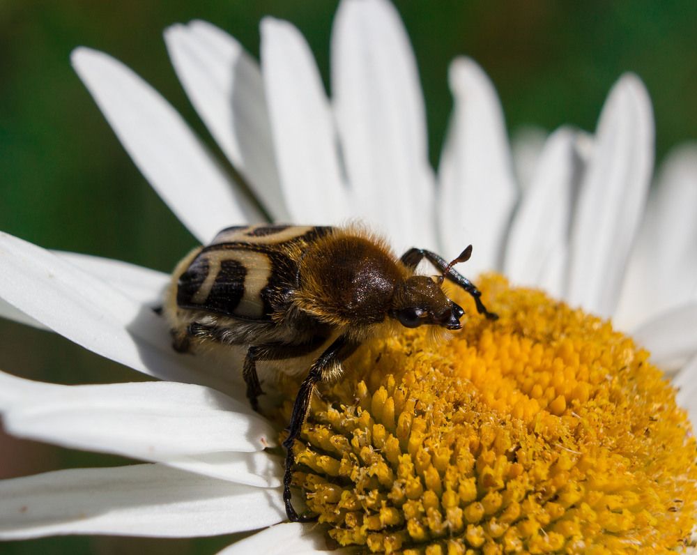 Жук восковик.