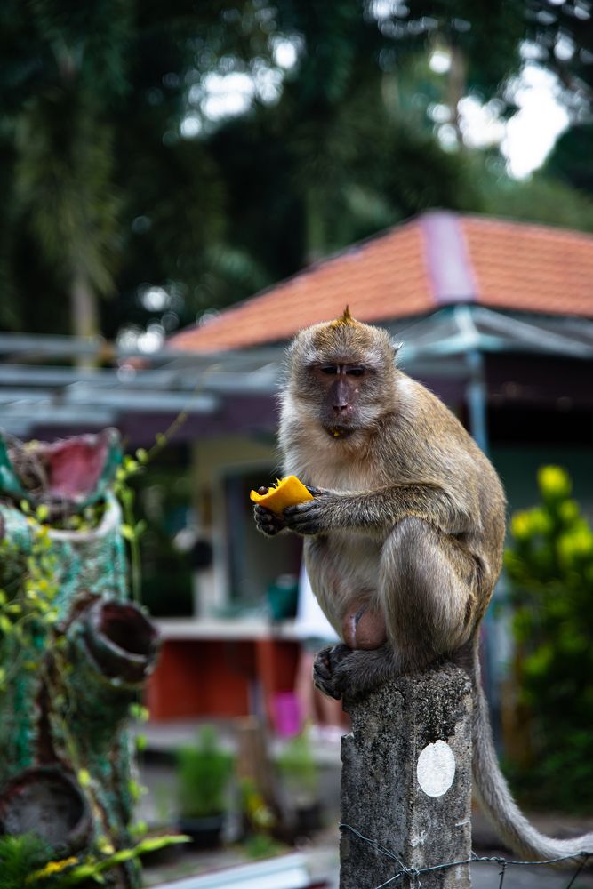 мир обезьянок