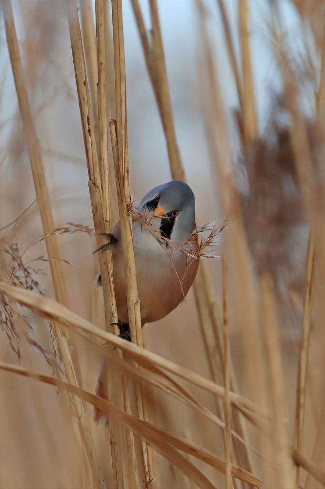 Photograph by SCOTT DUFFIELD