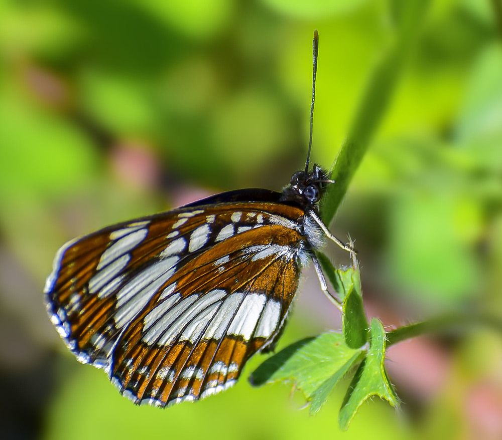 Лесная бабочка