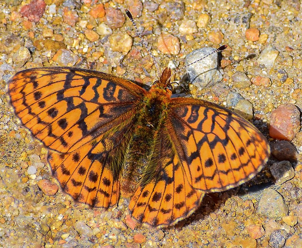 Бабочка - перламутровка