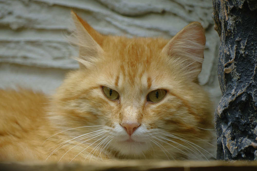 Photograph by Де Ка