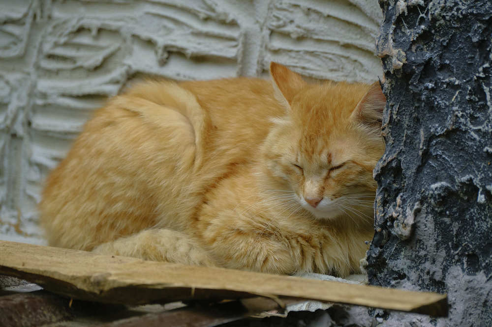 Photograph by Де Ка