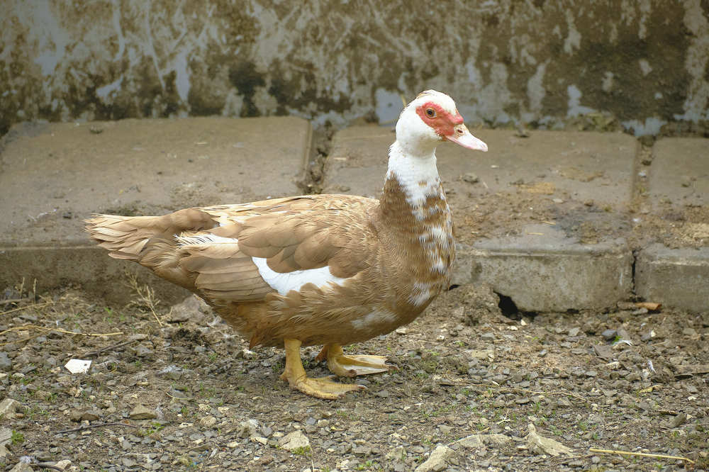 Photograph by Де Ка