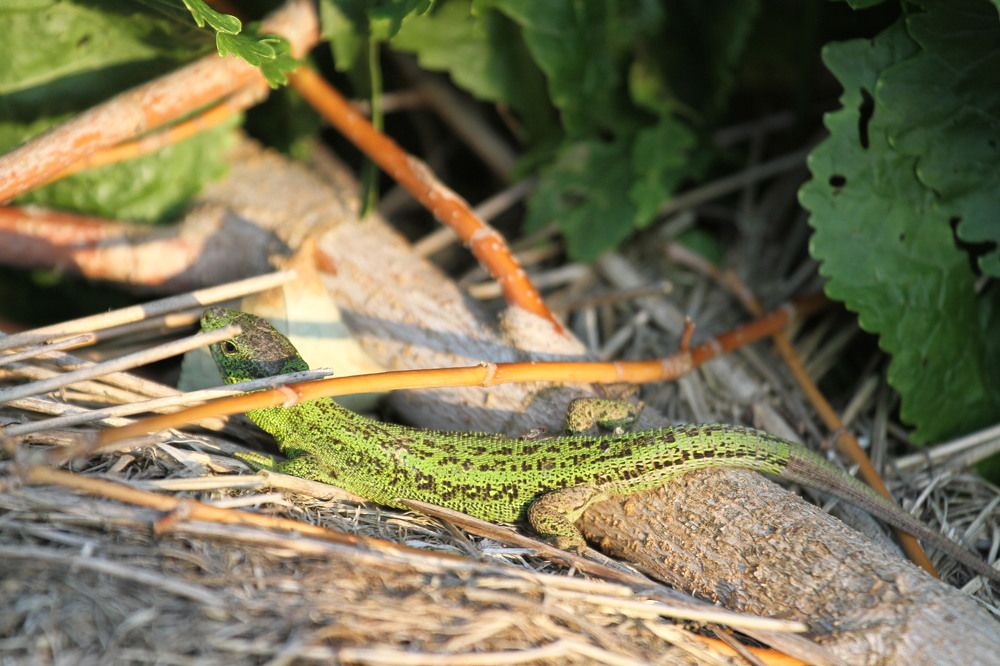 Photograph by Светлана Солдатченкова