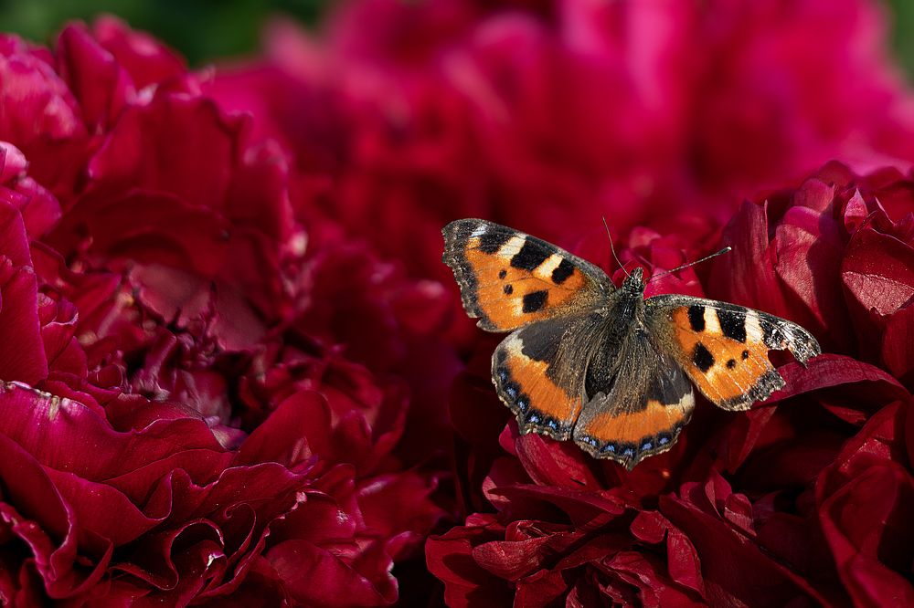 Photograph by Татьяна Бокарева