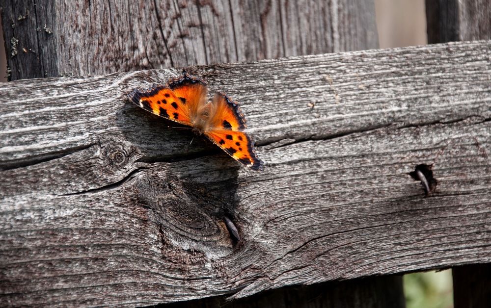 Photograph by Olga Dubinkina