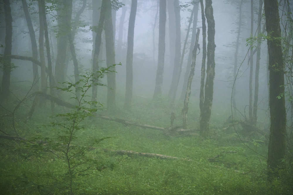 Photograph by Де Ка