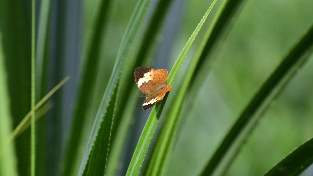 Photograph by Faisal Fasaludeen
