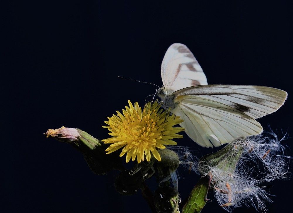 Photograph by Переверзева Татьяна