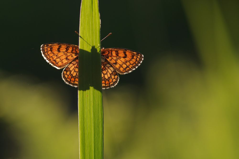 In the Light and in the Shadow